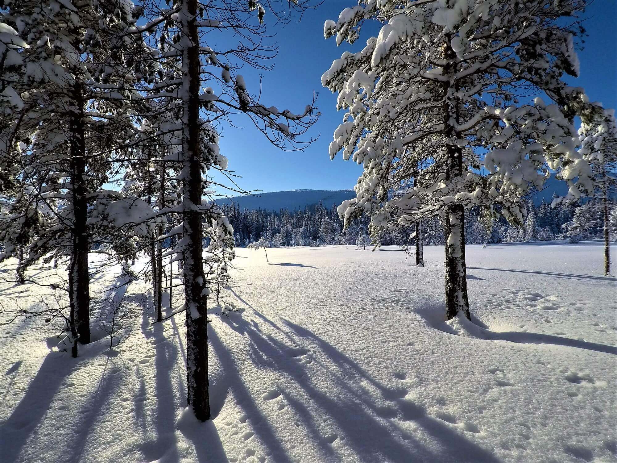 Njupeskär Waterfall Walk in Winter • Roaming Spices