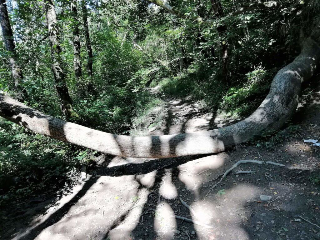 tree across nant llech trail