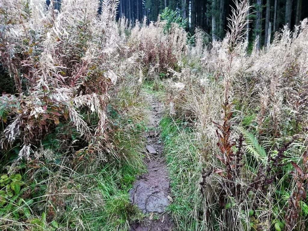 overgrown path