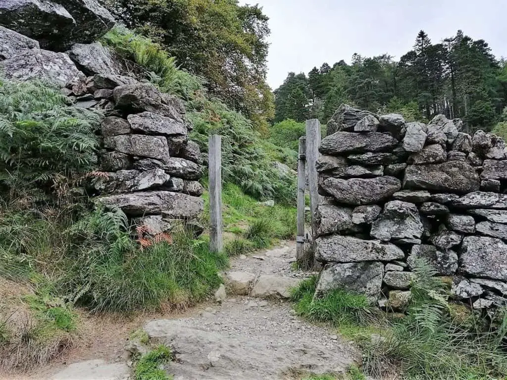celtic rainforest gate