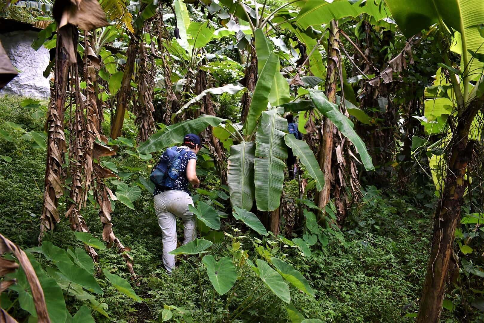 Concord Waterfalls Hike - Best Grenada Waterfall Hikes • Roaming Spices