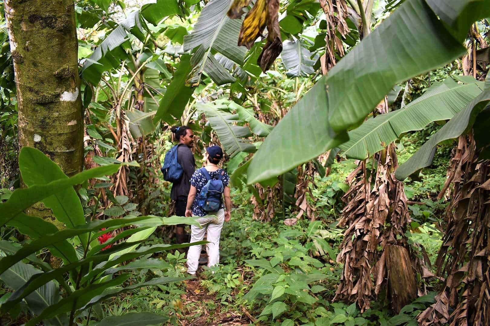 Concord Waterfalls Hike - Best Grenada Waterfall Hikes • Roaming Spices