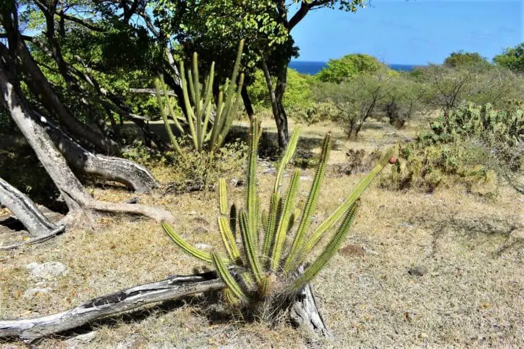 cacti on carriacou