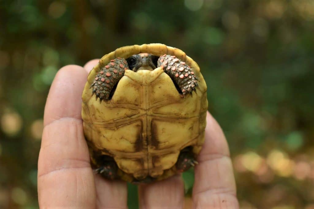 morrocoy tortoise 