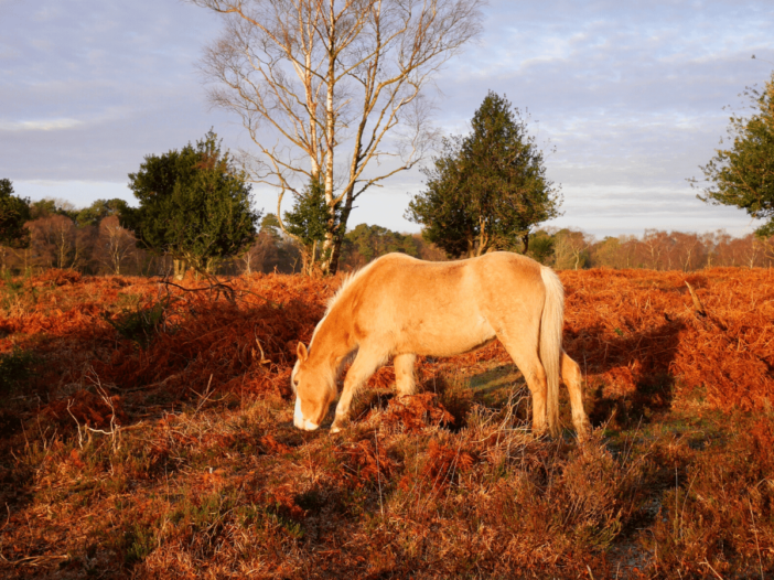 best walks in the new forest national park