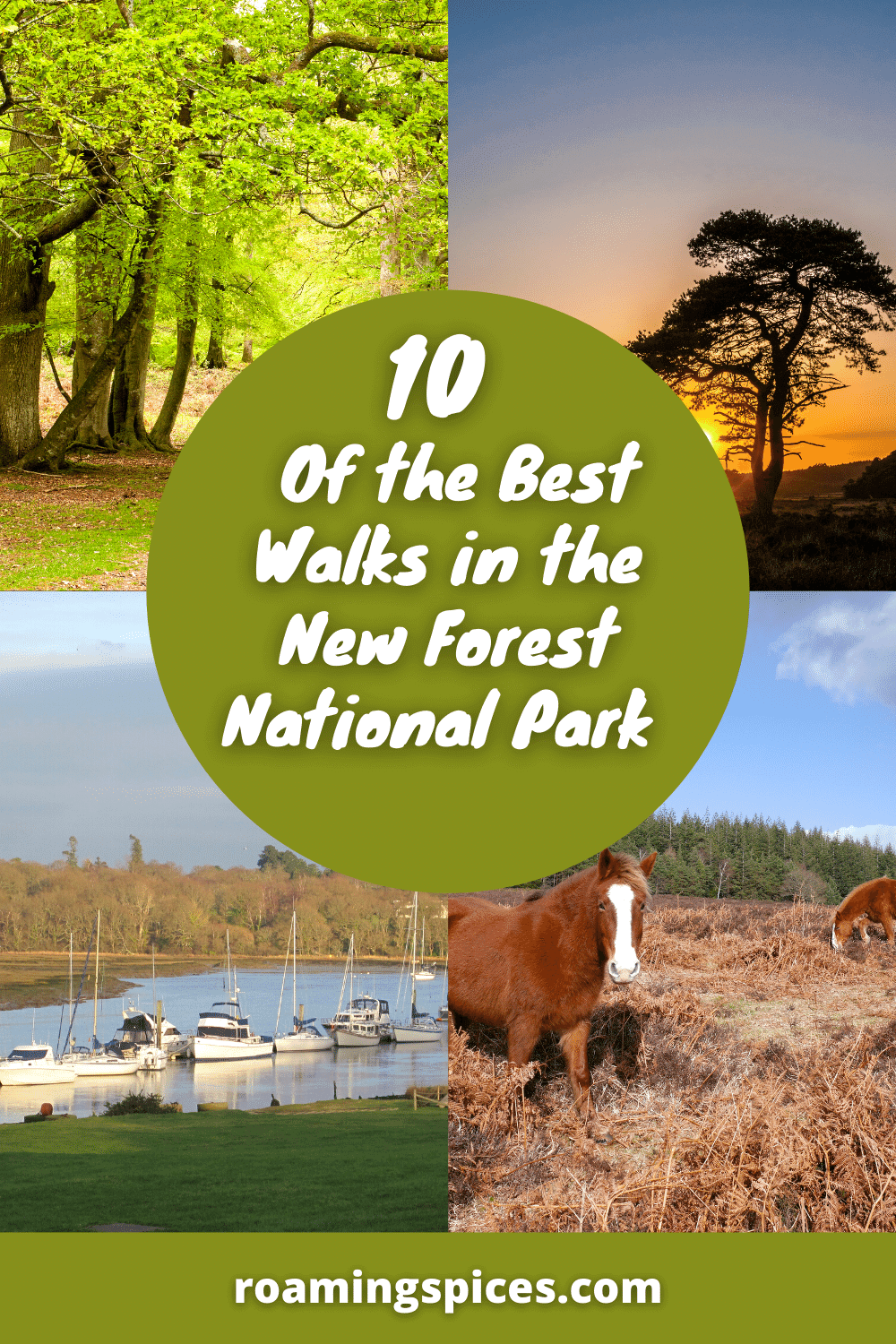 best walks in the new forest