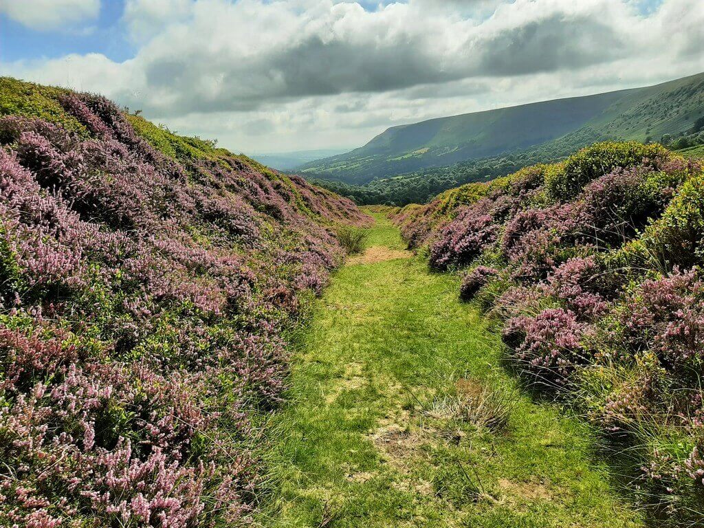 purple heather flank the trail
