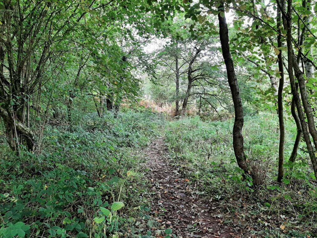 wooded area on tor y foel walk
