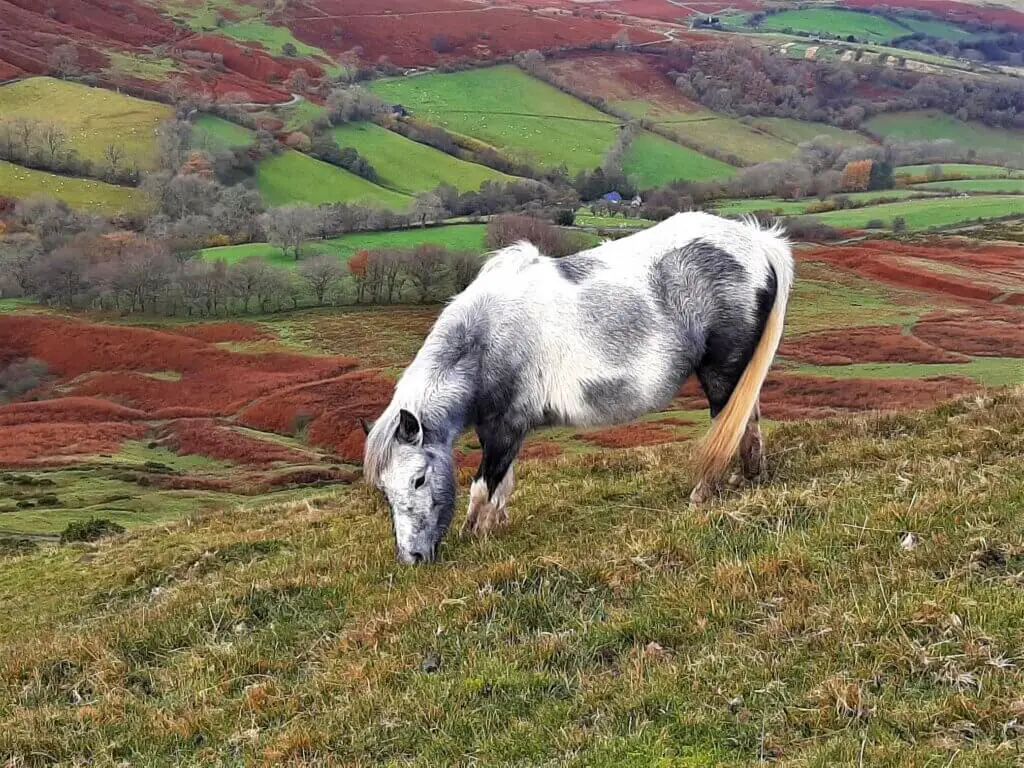 welsh mountain pony