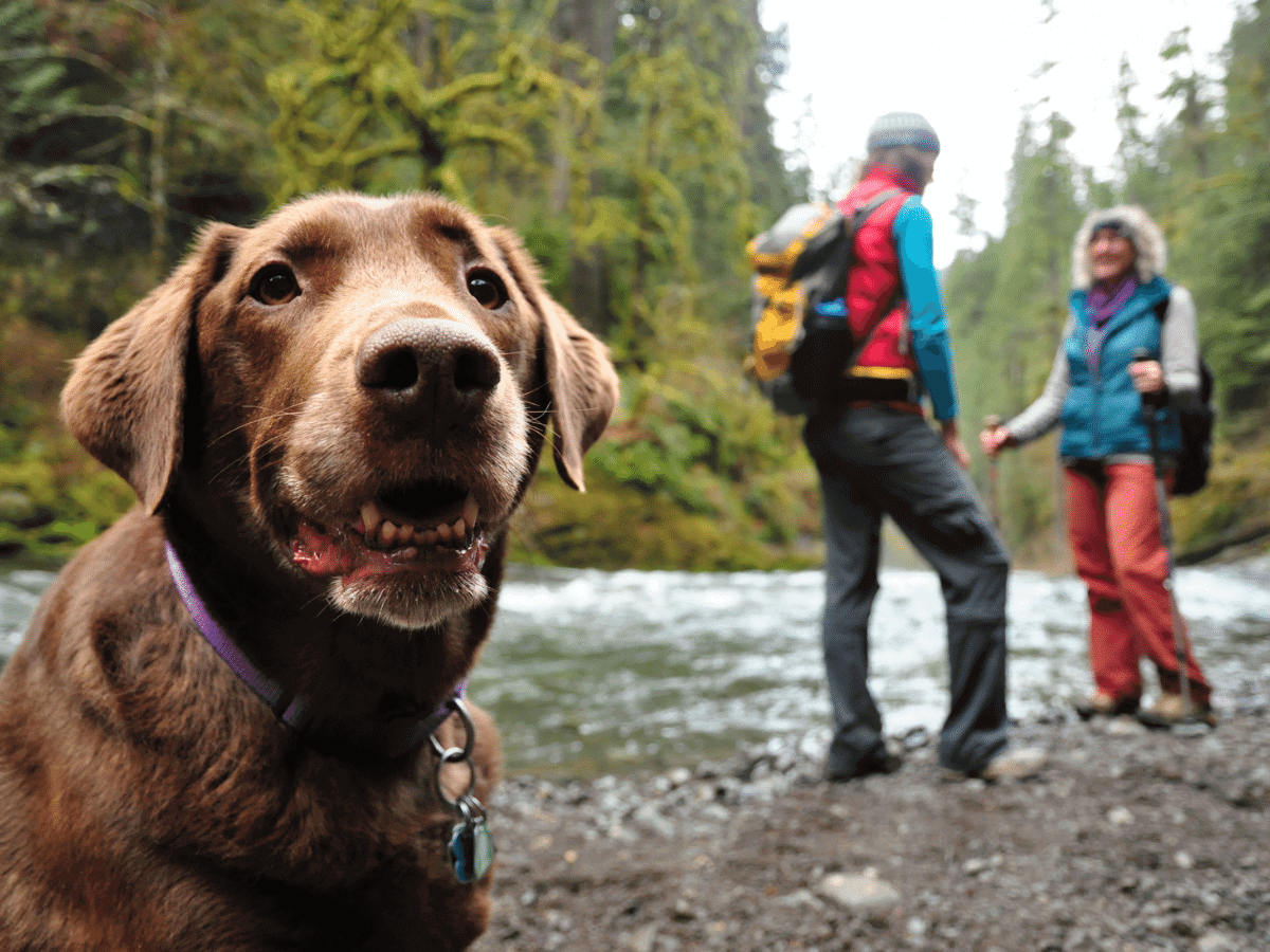 what dog breeds are good for hiking