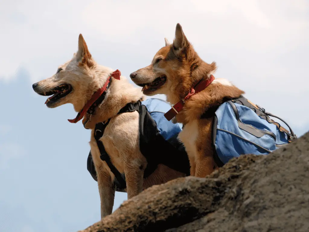 things to pack when going hiking with your dog