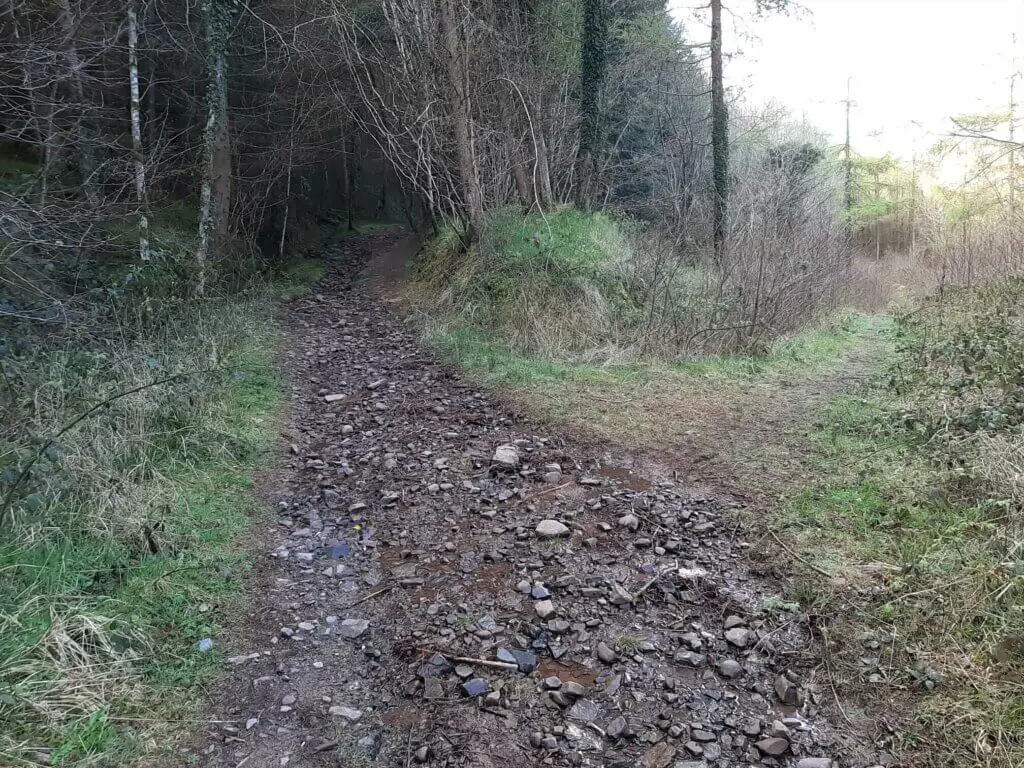talybont forest trail