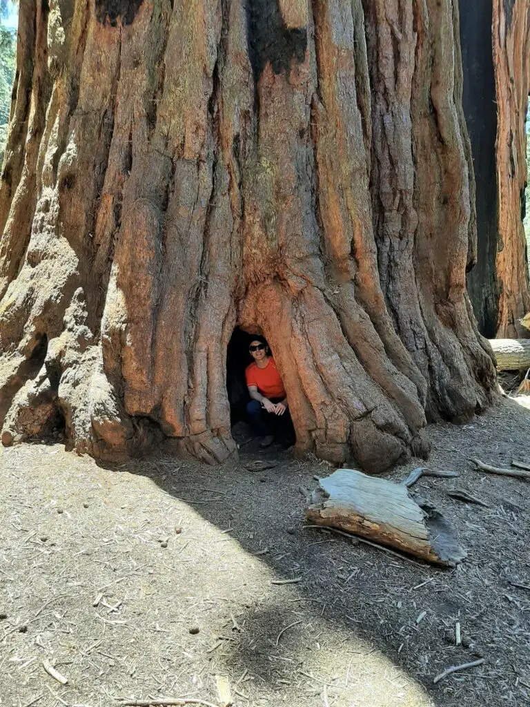 hole in sequoia