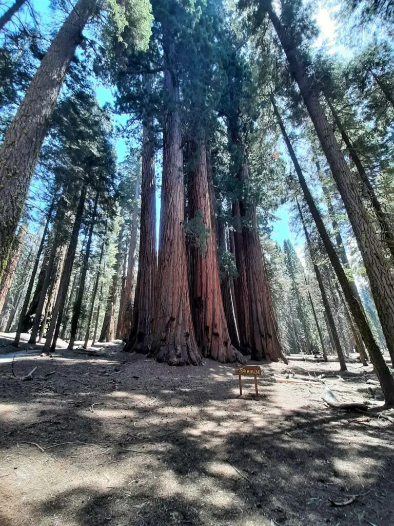 the house trees in sequoia national park