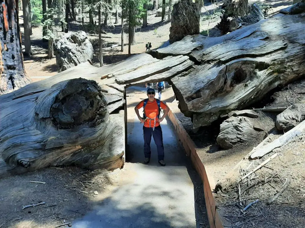 congress trail passes through tunnel in sequoia tree