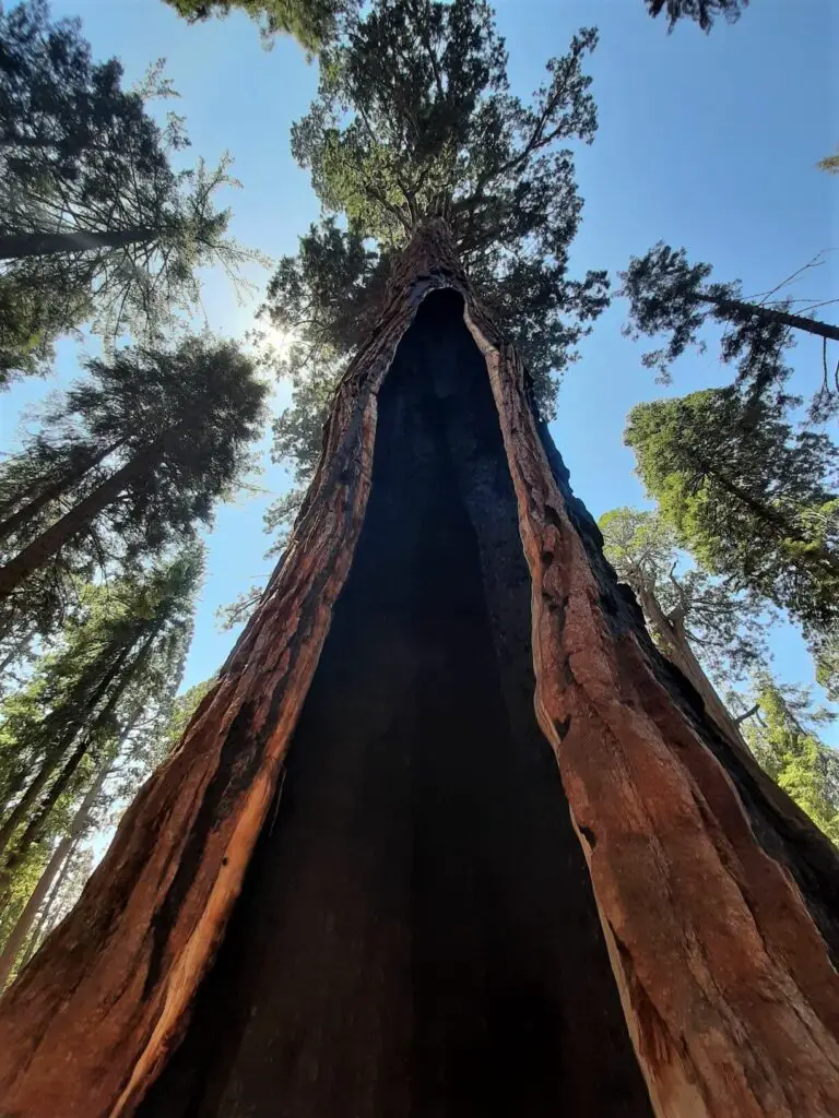 hollowed out sequoia tree