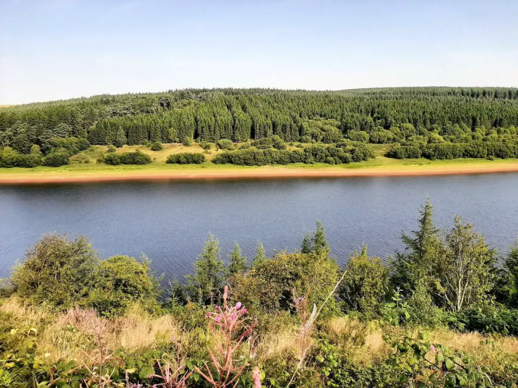 reservoir and forest view 