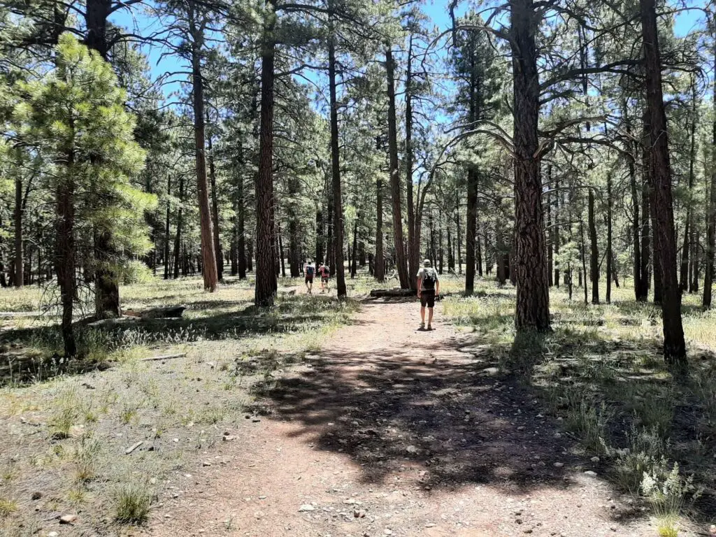 trail leads through tall ponderosa pines
