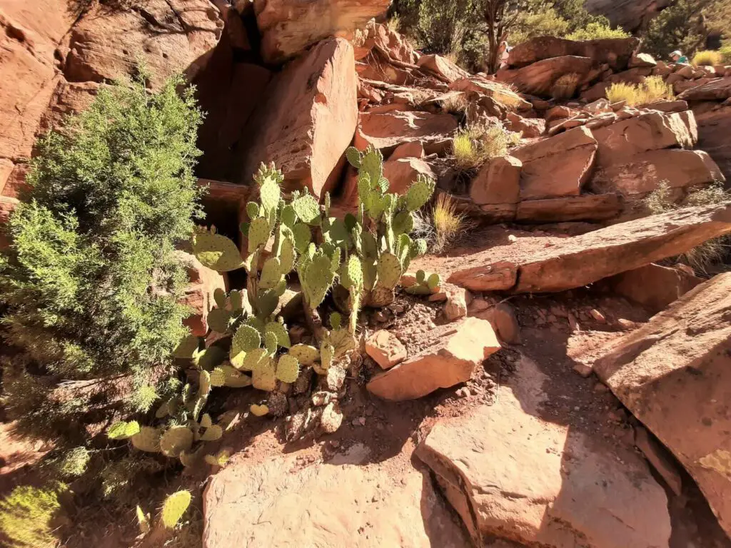 Cactus on the watchman hike in zion national park