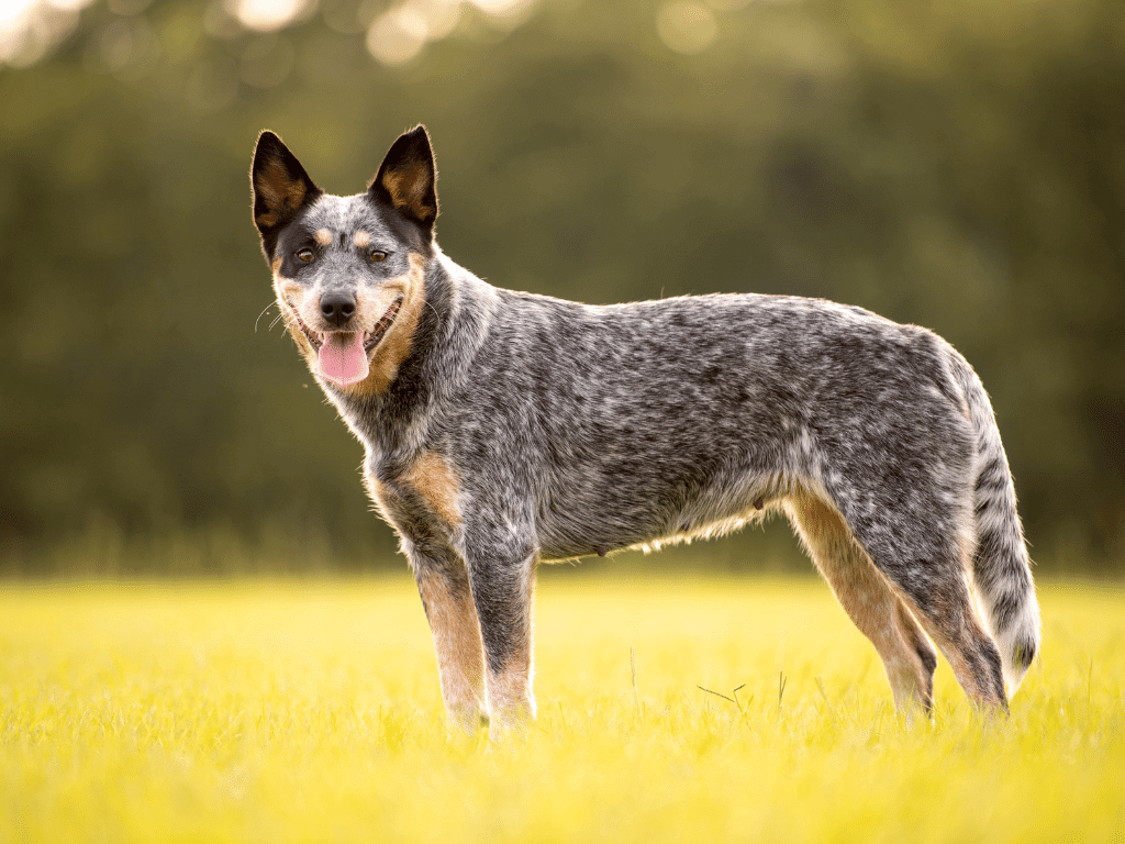 australian cattle dog - one of the best dogs for hiking