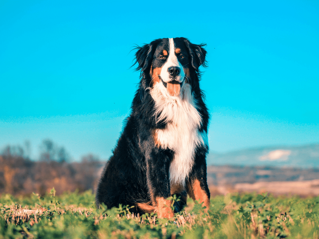 bernese mountain dog is one of the best hiking dogs 