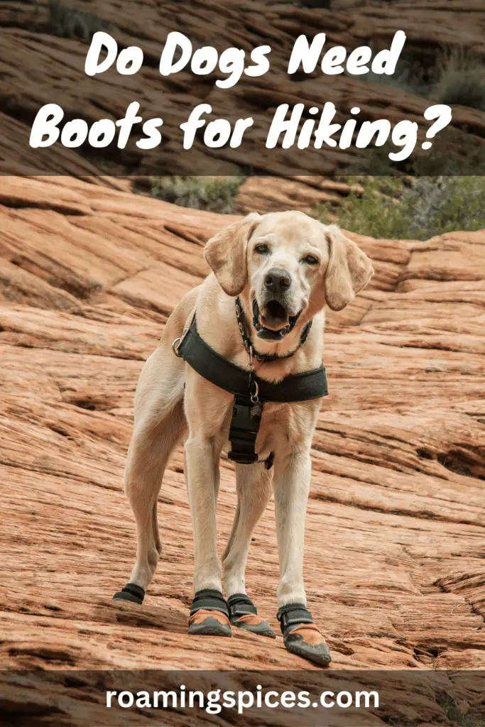 do dogs need boots for hiking