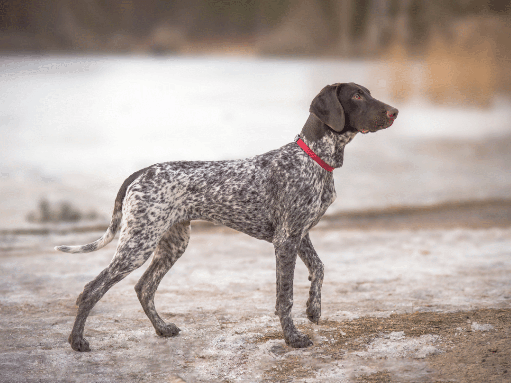 the german shorthaired pointer is a great hiking dog