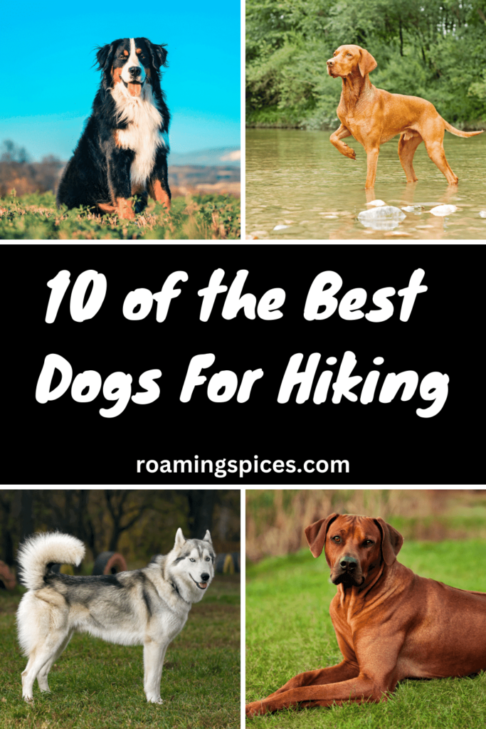 best dogs for hiking