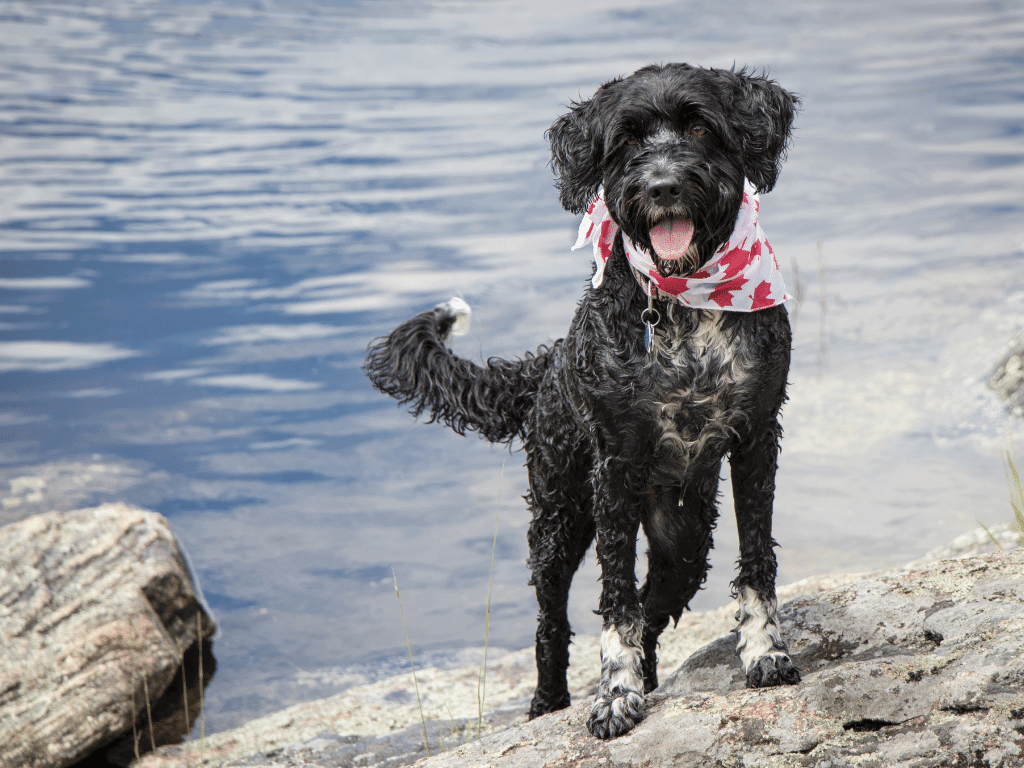 portuguese water dog - one of the best hiking dogs